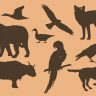 Animal and Bird shapes